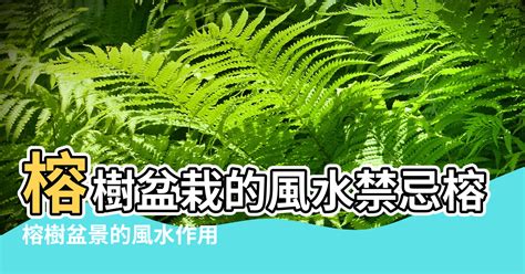 榕樹風水禁忌|榕樹禁忌大全：台灣民間習俗的秘辛 